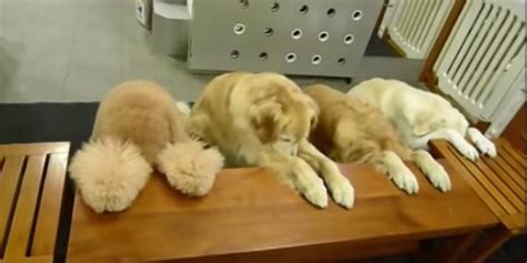 Watch These Devout Dogs Bow Their Heads And Pray Before Their Meal ...