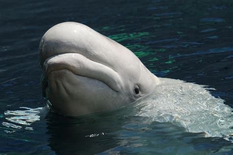 Sólo 3 de las 14 especies marinas amenazadas o en peligro de extinción están adecuadamente ...