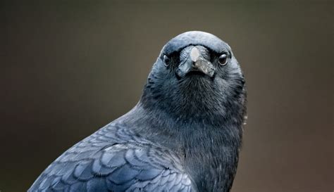 World's smartest birds