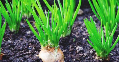 Growing Shallots: Best Varieties, Planting Guide, Care, Problems, and Harvest