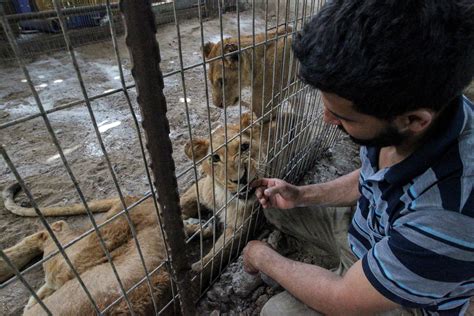 In pictures: Gaza zoo animals evacuated amid war - May 21, 2024 | Reuters