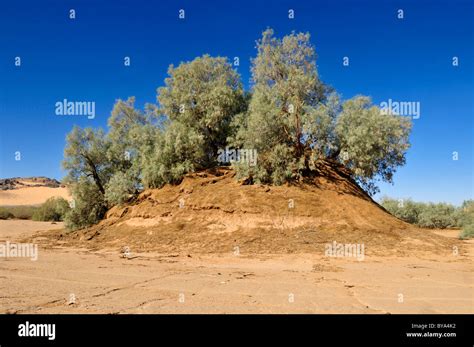 Tamarisk tree (Tamarix) growing on a sandhill in a wadi of Erg ...