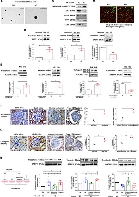 Hk 2 Crl 2190 Cells | ATCC | Bioz