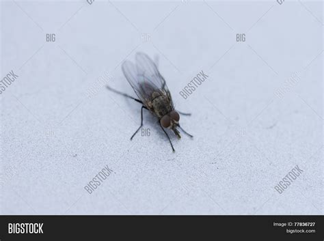 Fly On Car Image & Photo (Free Trial) | Bigstock