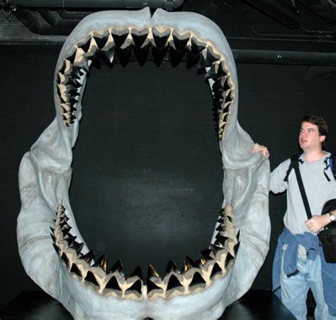 Carcharodon megalodon fossil shark jaw (reconstruction) (late Cenozoic) 2 - a photo on Flickriver