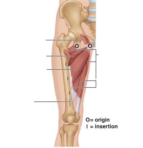 Adductor Muscles Diagram Diagram | Quizlet