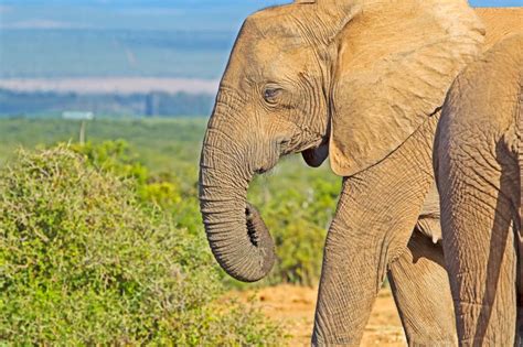 Intensive poaching led to more tuskless female elephants in Mozambique’s Gorongosa National Park