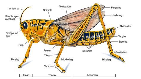 Grasshopper External Anatomy