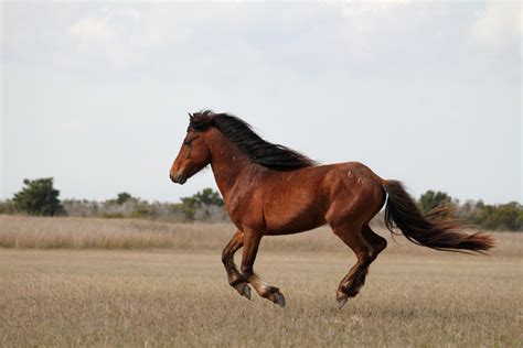 Brown horse during daytime, wild horses HD wallpaper | Wallpaper Flare