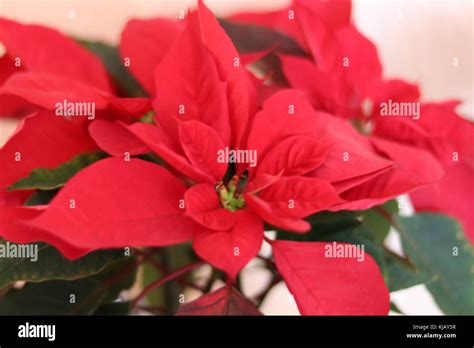 Mexican poinsettia Stock Photo - Alamy