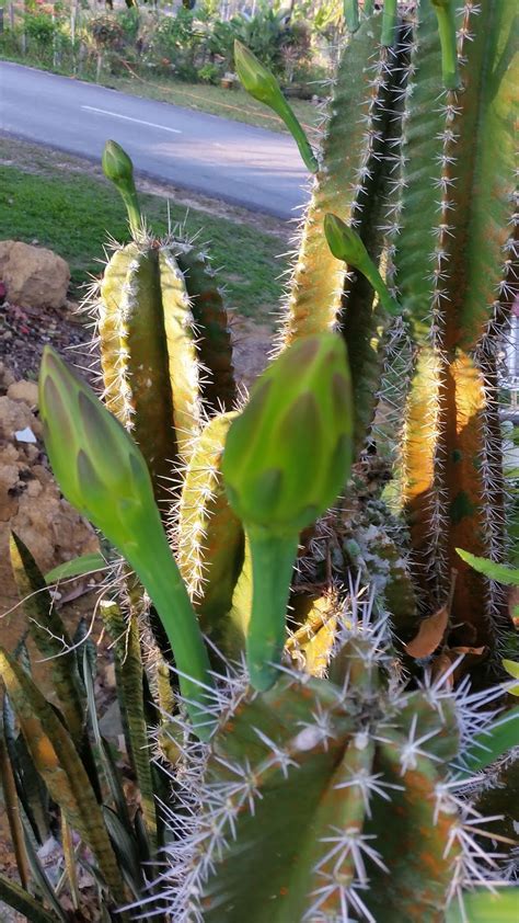 Warisan Petani: Pokok Kaktus Berbunga.