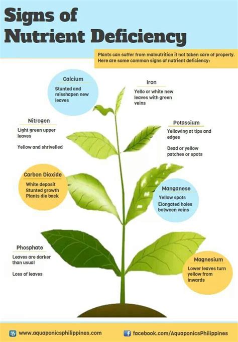 13 best images about plant nutrient def. on Pinterest | Trees, Plant ...