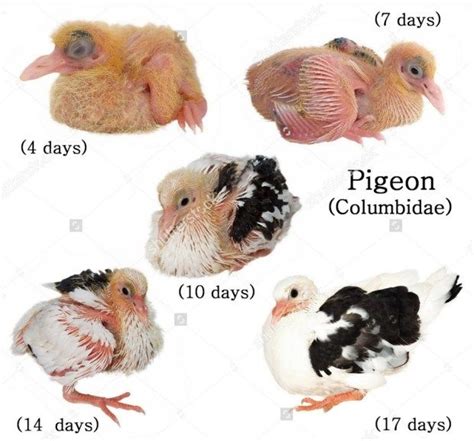 Baby pigeons other name squabs, pigeon baby normally takes 24 hours for ...