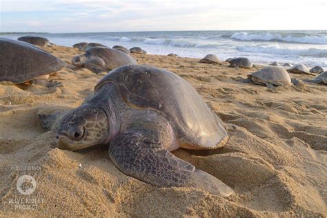 Thousands of sea turtles lay 60 million eggs in India, amid… | ZuBlu
