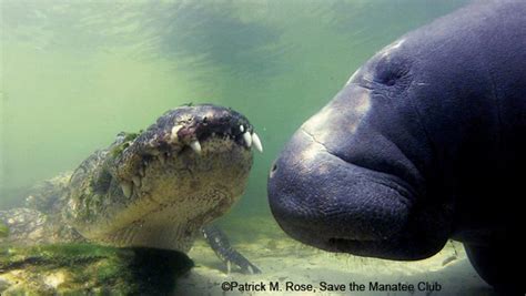 Manatees have no significant natural predators and can be found co-existing peacefully with ...