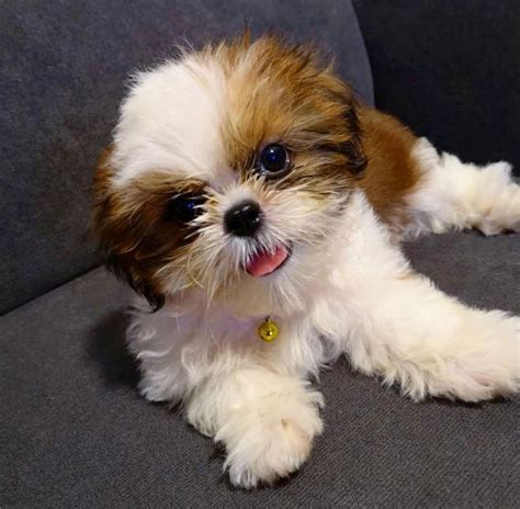 AVAILABLE PUPPIES | Shih Tzu Breeders Homes Shitzu Puppies, Free ...