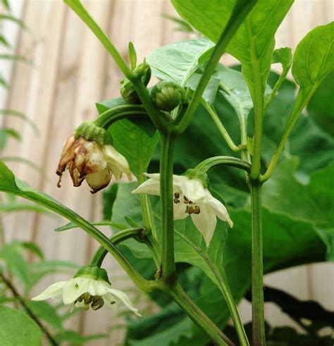 Three stages of growth captured with my Chilli Plant. The open flower ...