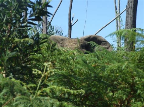 Video: Elephant spotted again in Knysna forest - Africa Geographic