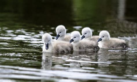 Cygnets stock image. Image of juvenile, mother, river - 92668061