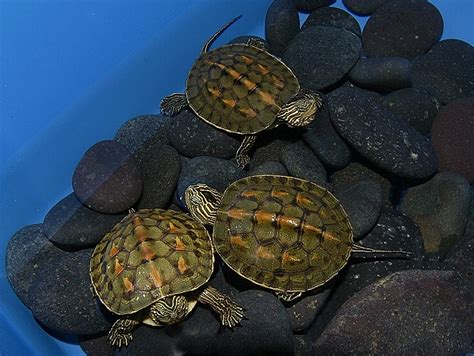 Chinese Golden Thread Turtles for sale | The Turtle Source