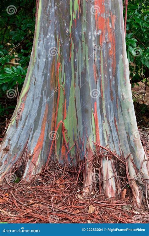 Hawaii Eucalyptus Rainbow Tree Stock Photo - Image of background, aged ...