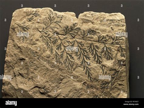 Fossils - Plants - Pteridophyta - Psilotopsida - Sphenopteris elegans - Carboniferous Stock ...