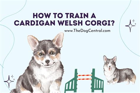 How to Train a Cardigan Welsh Corgi? | The Dog Central