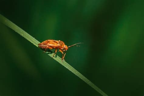 Seed Ticks VS Chiggers - Flash Uganda Media