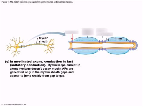 Saltatory conduction Diagram | Quizlet