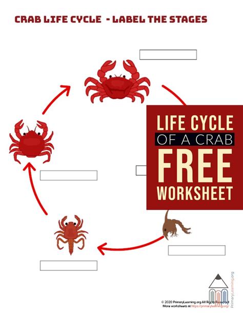 Crab Life Cycle - Label The Stages | Life cycles, Free homeschool resources, Teaching homeschool