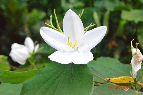 White Mandaram Flower stock image. Image of plant, herb - 277691241