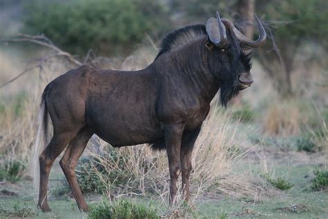 Trophy Hunting Wildebeest in Africa - Huntershill Safaris