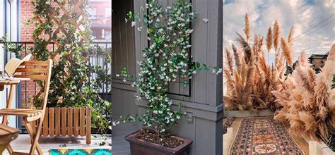 Best Balcony Privacy Plants: 12 Beautiful Ideas to Create a Private Oasis - Tiny Partments