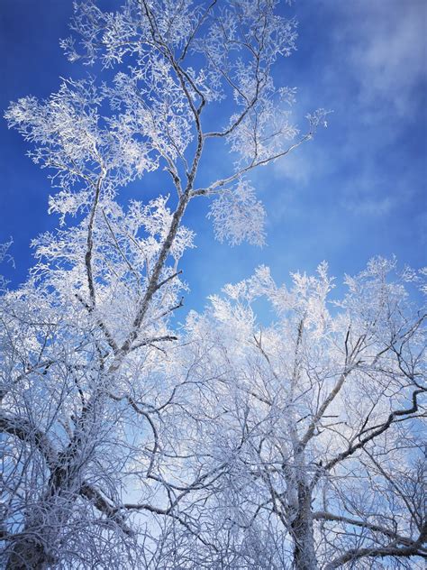 哈尔滨—雪乡-雪乡旅游攻略-游记-去哪儿攻略