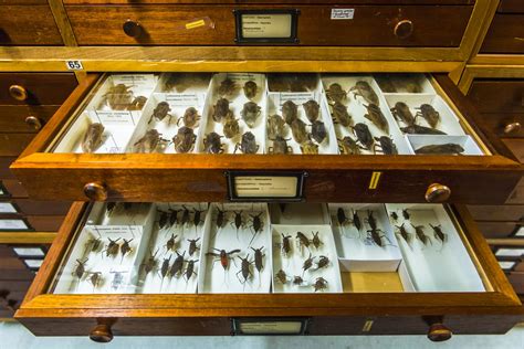 Australian Museum Entomology Collection - The Australian Museum