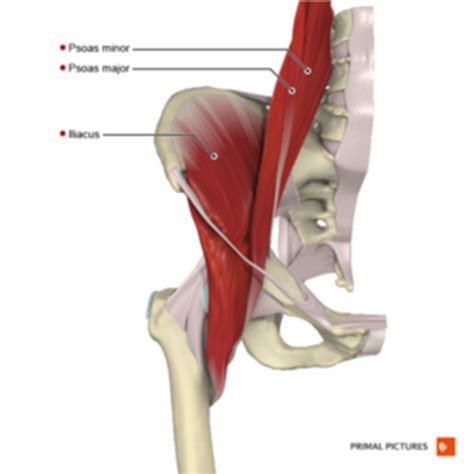 OIAN Hip/Knee Flashcards | Quizlet