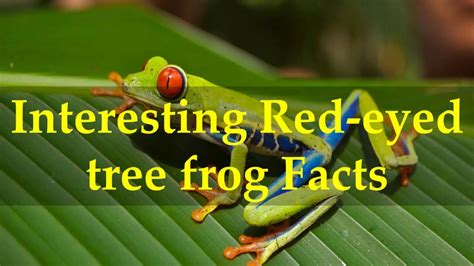 Interesting Red eyed tree frog Facts - YouTube