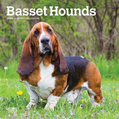 Teacup Basset Hound Full Grown