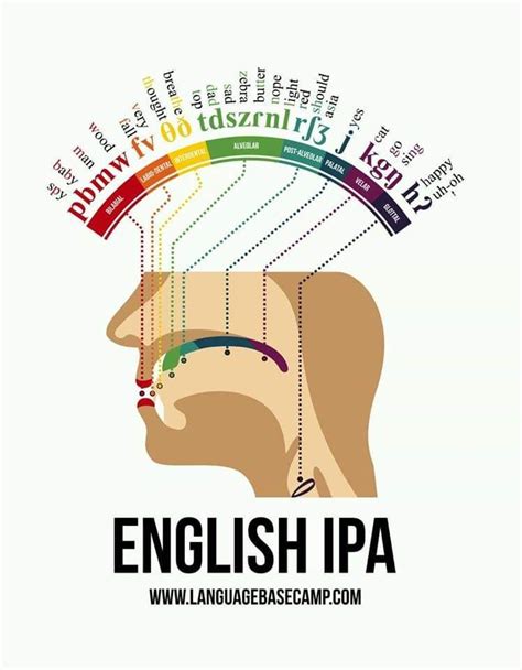 How your mouth processes words | Speech and language, Speech language therapy, Speech language ...