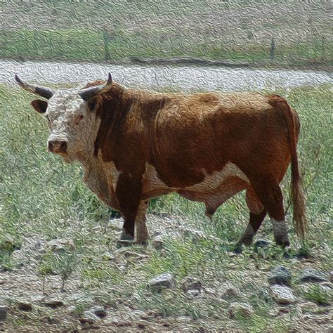 Horned Hereford Bull Photograph by David W Schafer