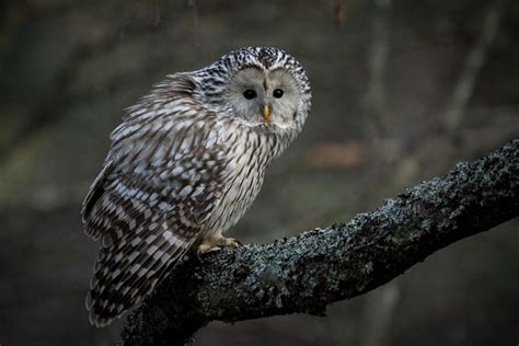 Ural owl Strix uralensis photographed in Kokkola Finland Photographer Jani Ylikangas - Photorator