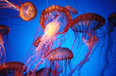 Golden Jellies | Nat Geo Photo of the Day - National Geographic Photo of The Day for June 06 ...