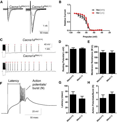 T-type calcium channel currents are increased in Cacna1a Ntsr(/)... | Download Scientific Diagram