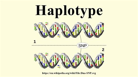 Haplotype - YouTube