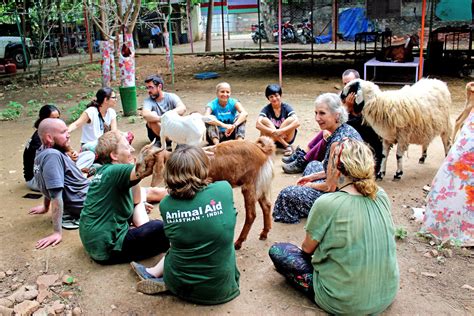 Volunteer - Volunteer to help animals in Udaipur - Animal Aid Unlimited