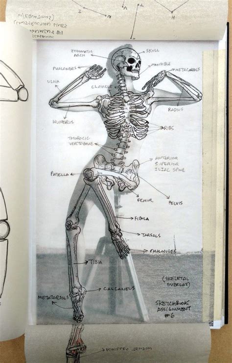 #sketch #anatomy #female | Human anatomy art, Human anatomy drawing, Skeleton drawings