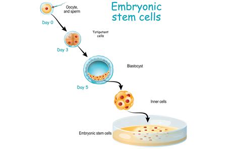 Embryonic Stem Cells - The Fountain Magazine