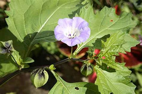 Shoo Fly Plant Seeds nicandra Physaloides Organic - Etsy UK