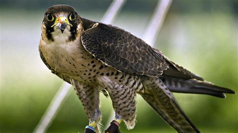 Peregrine Falcon Wallpaper - WallpaperSafari