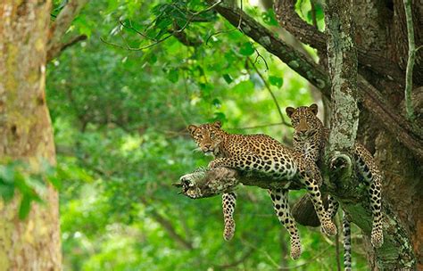 Photo Gallery of Kabini Wildlife Sanctuary- Explore Kabini Wildlife Sanctuary with Special ...